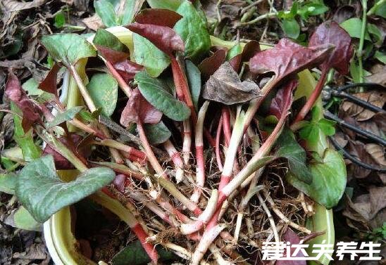 鱼腥草图片及功效与作用禁忌,又名折耳根可消炎杀菌/清热解毒