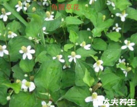 鱼腥草图片及功效与作用禁忌,又名折耳根可消炎杀菌/清热解毒