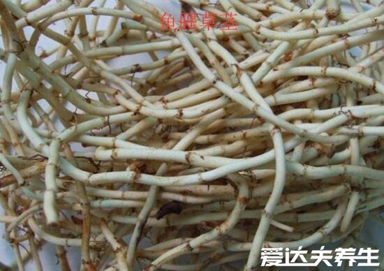 鱼腥草图片及功效与作用禁忌,又名折耳根可消炎杀菌/清热解毒
