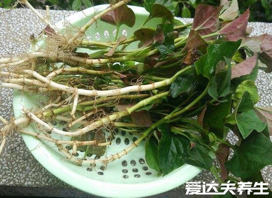 鱼腥草图片及功效与作用禁忌,又名折耳根可消炎杀菌/清热解毒