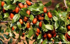 银屑病最怕三种水果,大枣/火龙果/枇杷(附