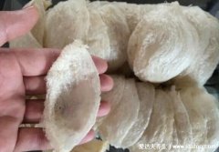 正宗天然燕窝一斤多少钱，燕窝碎1万元