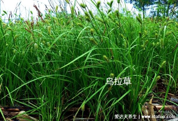 东北三宝是指什么有什么功效,人参/貂皮/鹿茸产量少价格极为昂贵