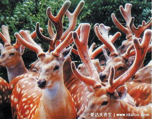 东北三宝是指什么有什么功效,人参/貂皮/鹿茸产量少价格极为昂贵