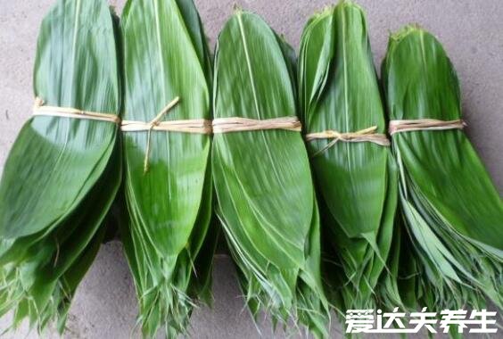 粽子叶是什么植物的叶子,北方芦苇叶/南方箬叶(附包粽子的方法)