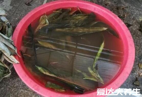 粽子叶是什么植物的叶子,北方芦苇叶/南方箬叶(附包粽子的方法)