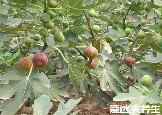 5种人不能吃无花果,出来糖尿病患者还有这四种人