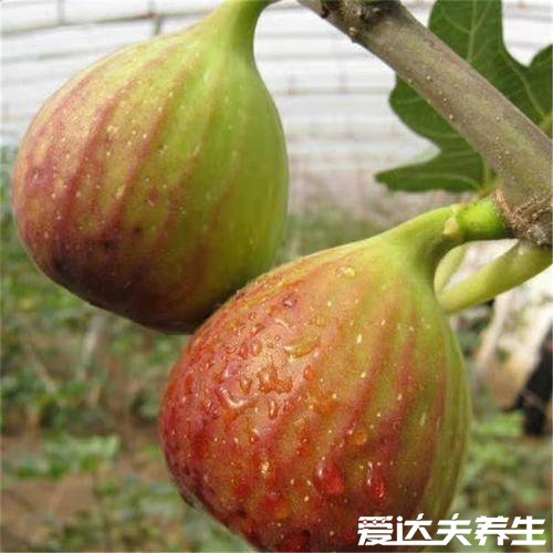 5种人不能吃无花果,糖尿病患者最不能吃无花果
