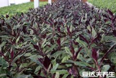 紫背天葵的功效与作用及禁忌，美容养颜/补