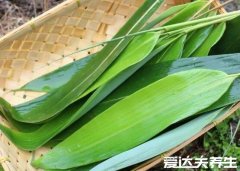 粽子叶是什么植物的叶子，北方芦苇叶/南方