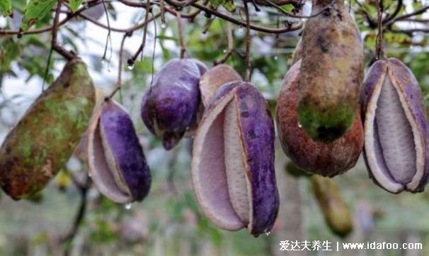 八月瓜怎么吃,教你轻松学会5种八月瓜的吃法(籽能吃)