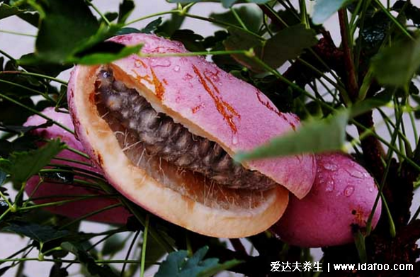 八月瓜怎么吃,教你轻松学会5种八月瓜的吃法(籽能吃)