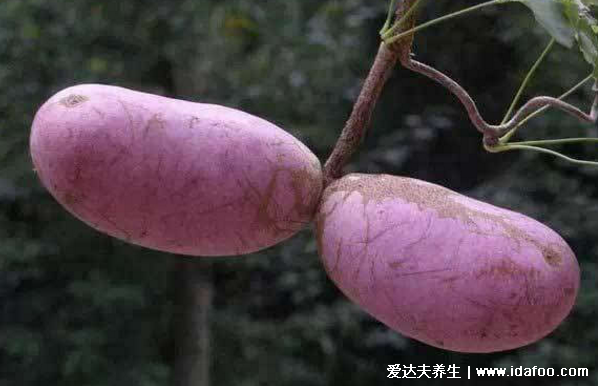 八月瓜怎么吃,教你轻松学会5种八月瓜的吃法(籽能吃)