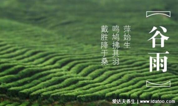 谷雨节气的特点和风俗,天气多雨谷物生长(赏牡丹/吃香椿)