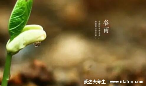 谷雨节气的特点和风俗,天气多雨谷物生长(赏牡丹/吃香椿)