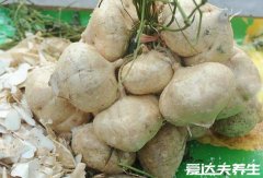 白地瓜的功效与作用，白地瓜怎么做好吃(