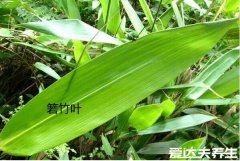 包粽子的叶子叫什么，南方箬竹叶北方芦苇