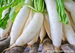 白萝卜不能和什么一起吃,和橘子小心诱发