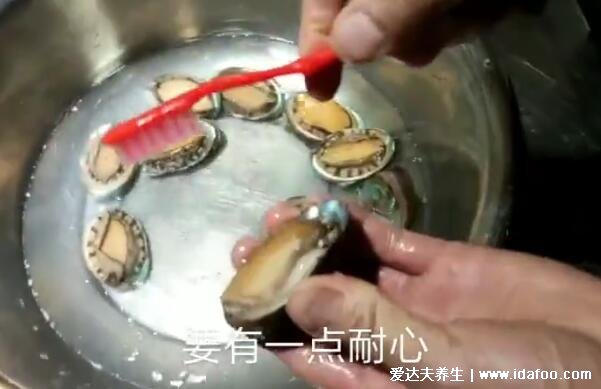 鲍鱼的功效与作用及营养禁忌,高蛋白低脂肪有5大好处4大禁忌