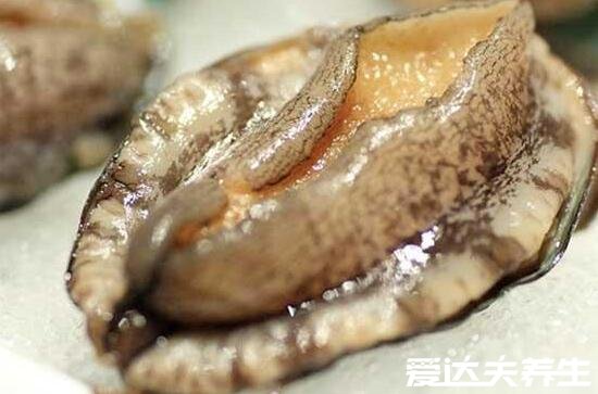鲍鱼蒸多久才可以吃,上汽水后蒸十分钟最佳(附清蒸鲍鱼做法)