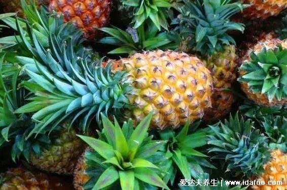 菠萝不能和什么一起吃,这八种食物同食不仅拉肚子还会中毒致命