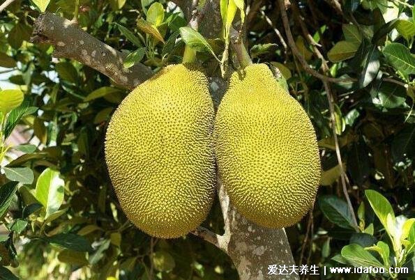 菠萝蜜的胶粘在手上怎么洗掉,3个小窍门用盐水食用油清洗非常干净