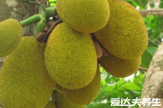 菠萝蜜的营养价值,这四大好处让你爱上菠萝蜜