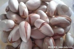 菠萝蜜的核能吃吗有什么营养,能吃煮熟后