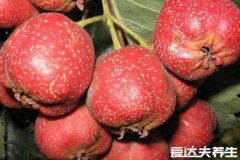 常吃5种降血脂水果，山楂天然的降脂药还能