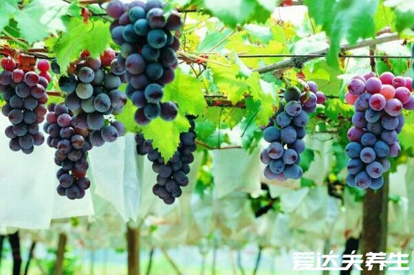 常吃5种降血脂水果,山楂天然的降脂药还能降血压