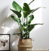 客厅最旺宅的大型植物，天堂鸟/金钱数/平安