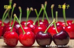 车厘子和樱桃是一样吗，车厘子和樱桃的区