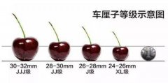 车厘子几个j代表什么意思，直径26mm以上极品