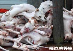吃狗肉的禁忌，特别是疯狗肉绝对不能食用