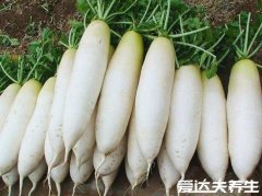 吃什么排黑色素最强，白萝卜绿心猕猴桃效