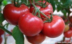 吃什么去肝火见效快，推荐10种最去肝火的水