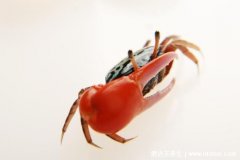 吃螃蟹不能吃什么,螃蟹食物相克表(忌与柿