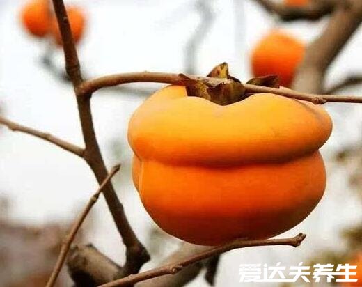 吃柿子的好处和功效,不仅美容养颜还能健脾开胃(秋季养生佳品)
