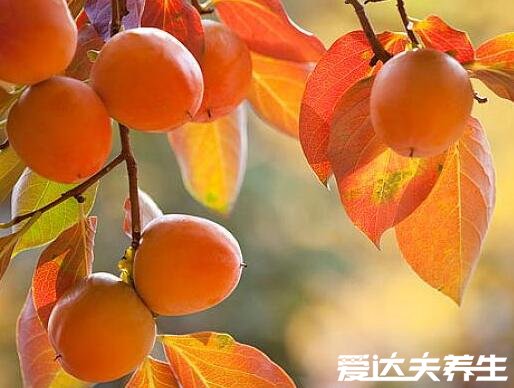 吃柿子的好处和功效,不仅美容养颜还能健脾开胃(秋季养生佳品)