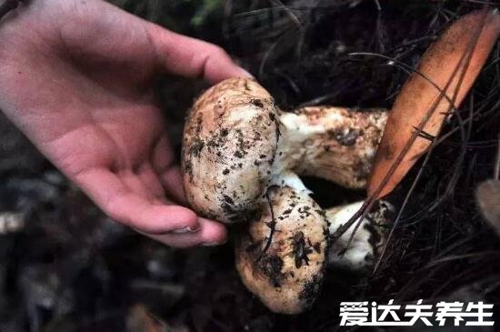 吃松茸的禁忌,和高钙食品同食用会导致尿路结石