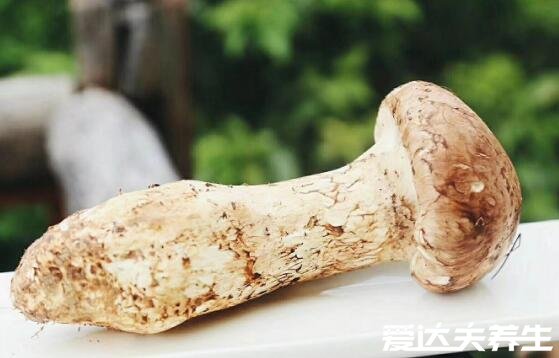 吃松茸的禁忌,和高钙食品同食用会导致尿路结石