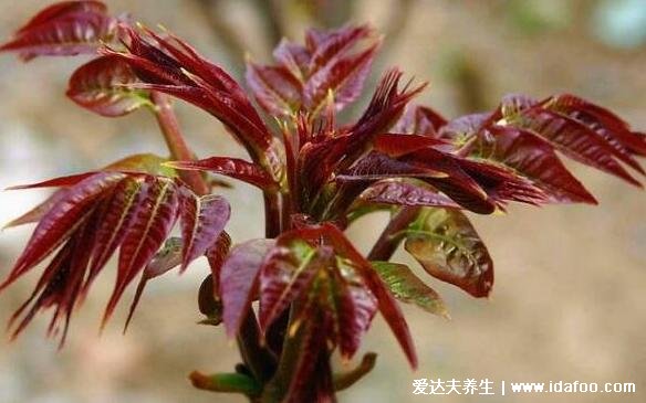 吃香椿的禁忌和注意事项，四类人不能吃会加重病情