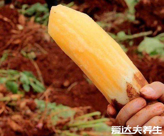 吃雪莲果的功效与作用禁忌,吃得好能养生吃不好会中毒