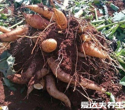 吃雪莲果的功效与作用禁忌,吃得好能养生吃不好会中毒