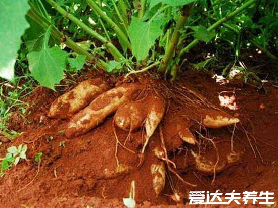 吃雪莲果的功效与作用禁忌,吃得好能养生吃不好会中毒
