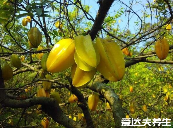 吃杨桃的禁忌,肾不好的不能吃否则容易中毒