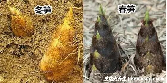 春笋和冬笋的区别图片,短粗矮胖口感脆嫩价格贵的是冬笋