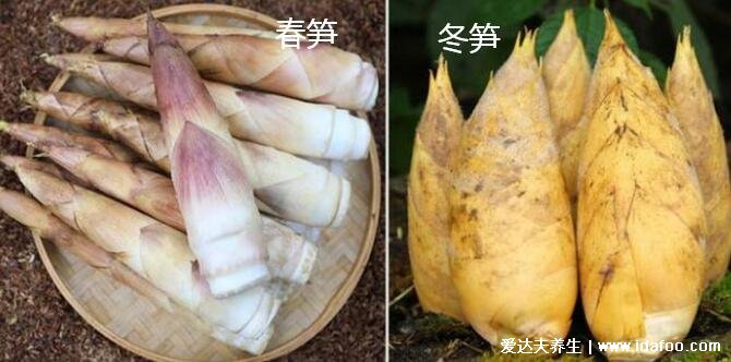 春笋和冬笋的区别图片,短粗矮胖口感脆嫩价格贵的是冬笋