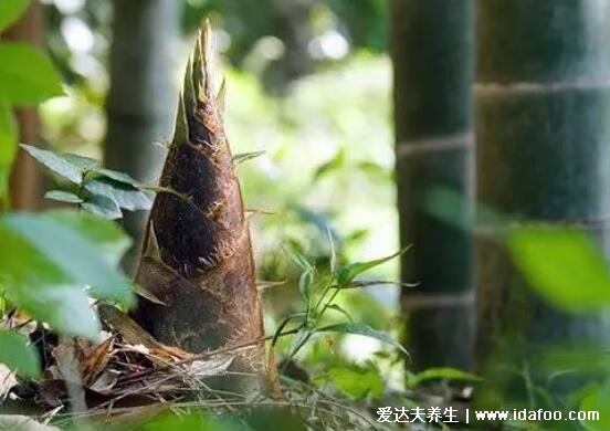 春笋怎么做才好吃简单又好吃,春笋的做法大全家常菜