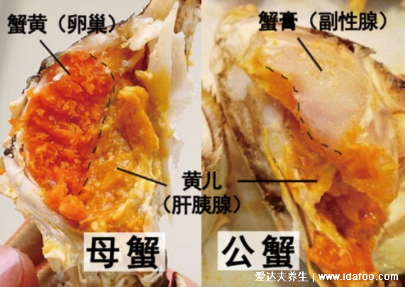 大闸蟹母蟹和公蟹哪个好,九月吃母蟹十月吃公蟹